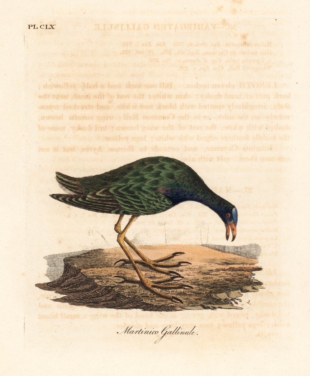 Lilla gallinule, Porphyrio martinicus (Martinico gallinule, Gallinula martinica). Håndfarget kobberplate tegnet og gravert av John Latham fra hans egen A General History of Birds, Winchester av John Latham
