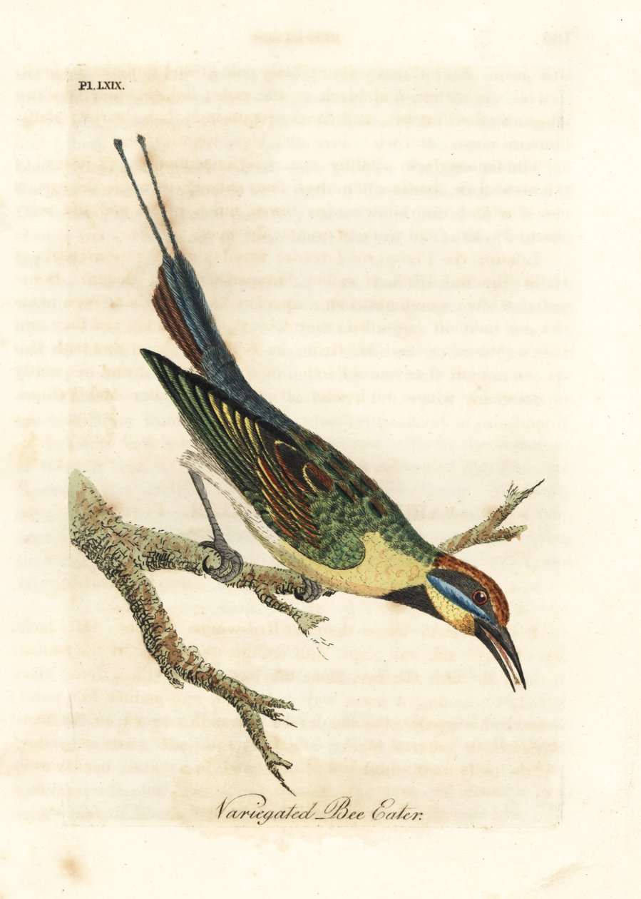Regnbue-bi-eter, Merops ornatus (variert bi-eter). Australia. Håndfarget kobberplate tegnet og gravert av John Latham fra hans egen A General History of Birds, Winchester av John Latham