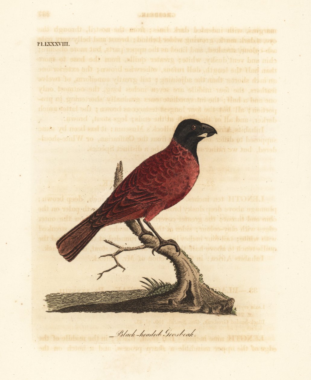 Rød-og-svart grobeak, Periporphyrus erythromelas. Nær truet. (Svarthodet grosbeak, Loxia erythromelas.) Håndfarget kobberplate tegnet og gravert av John Latham fra hans egen A General History of Birds, Winchester av John Latham