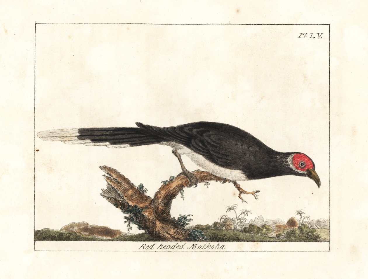 Rød-faced malkoha, Phaenicophaeus pyrrhocephalus. Sårbar. (Rødhodet malkoha, Cuculus pyrrhocephalus.) Håndfarget kobberplate tegnet og gravert av John Latham fra hans egen A General History of Birds, Winchester av John Latham