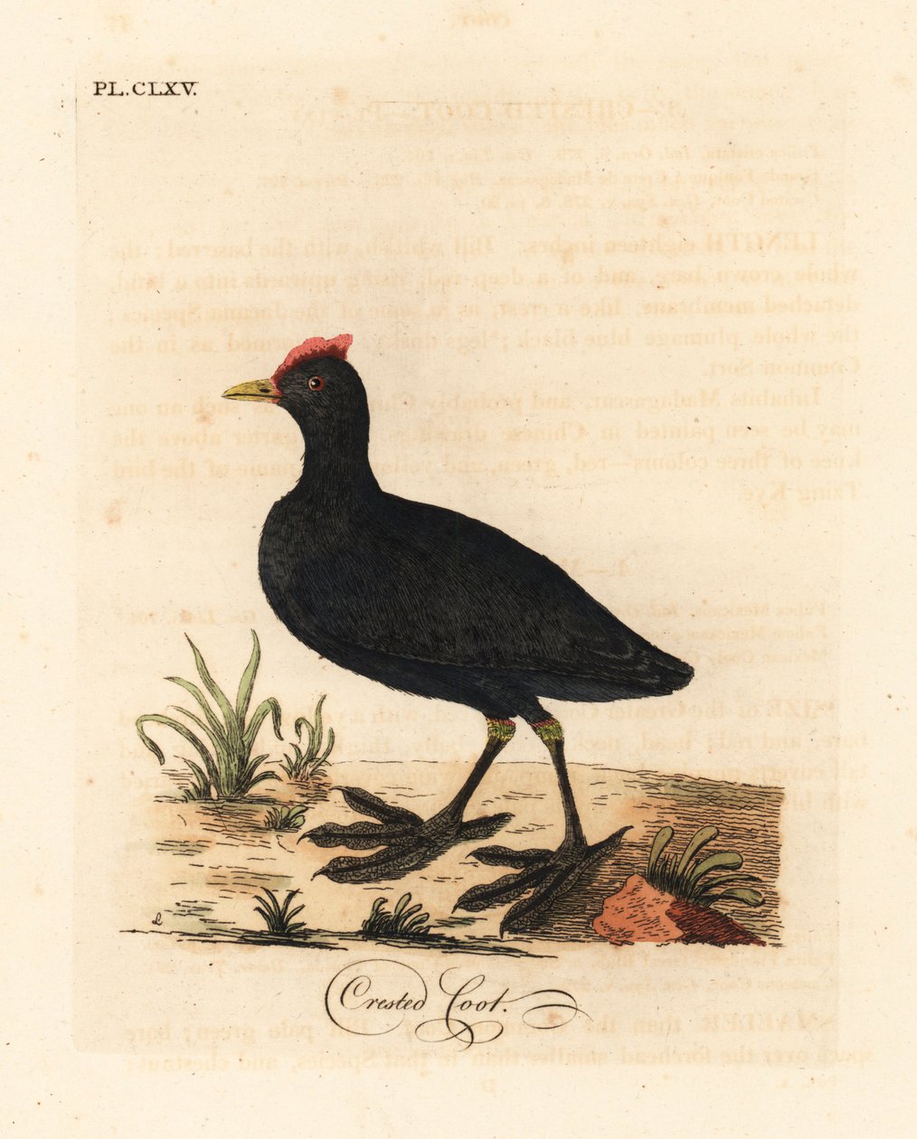 Rødknutede hønsehøne eller kamhønse, Fulica cristata. Håndfarget kobberplate tegnet og gravert av John Latham fra hans egen A General History of Birds, Winchester av John Latham