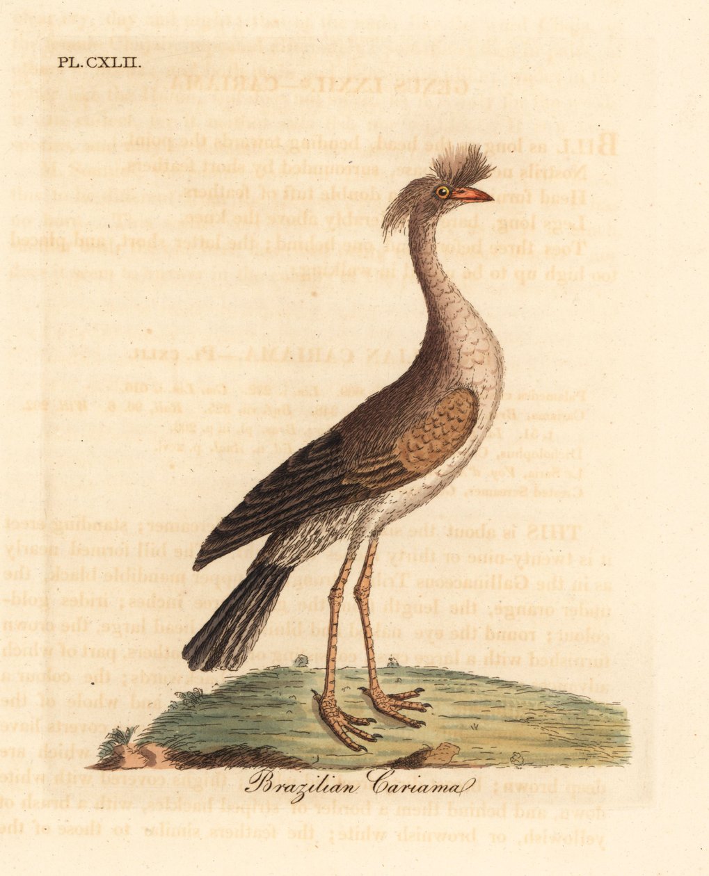 Rødbeint seriema eller crested cariama, Cariama cristata (brasiliansk cariama, Palamedea cristata). Håndfarget kobberplate tegnet og gravert av John Latham fra hans egen A General History of Birds, Winchester av John Latham