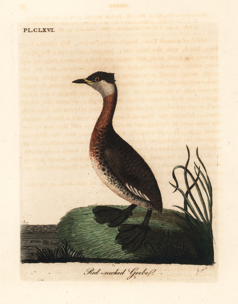Red-necked grebe, Podiceps grisegena (Podiceps rubricollis). Handcoloured copperplate drawn and engraved by John Latham from his own A General History of Birds, Winchester   1175154   no       norwegian Successfully Translated  Original: Doublure in Levant av John Latham