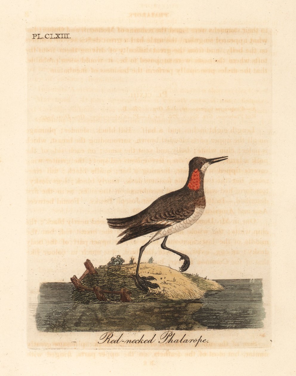Rødhalset phalarope, Phalaropus lobatus (Phalaropus hyperboreus). Håndfarget kobberplate tegnet og gravert av John Latham fra hans egen A General History of Birds, Winchester av John Latham