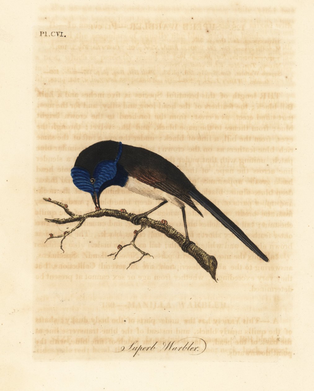 Rødvinget elven, Malurus elegans (Superbanger, Sylvia cyanea). Håndfarget kobberplate tegnet og gravert av John Latham fra hans egen A General History of Birds, Winchester av John Latham