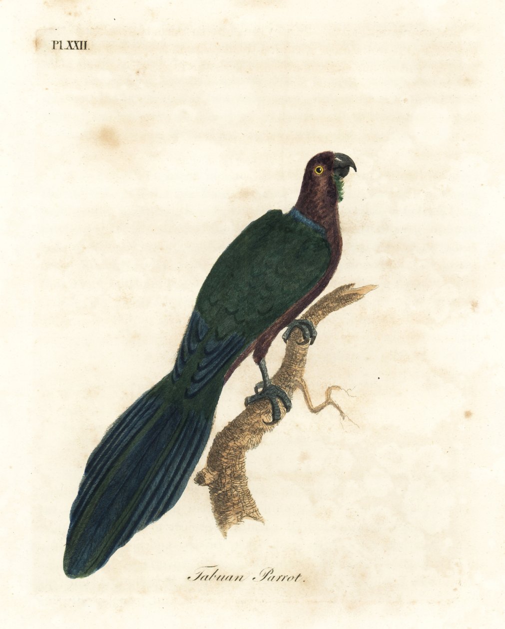 Rød skinnende papegøye, Pyrrhulopsis tabuensis (Tabuan papegøye, Psittacus tabuensis). Håndfarget kobberplate tegnet og gravert av John Latham fra hans egen A General History of Birds, Winchester av John Latham