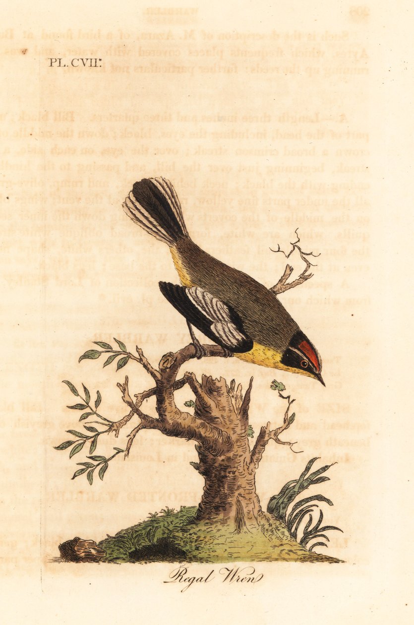 Regal gæren. Ukjente arter av gære fra Sør-Amerika, kalt kongen av Azara og funnet i Buenos Aires. Håndfarget kobberplate tegnet og gravert av John Latham fra hans egen A General History of Birds, Winchester av John Latham