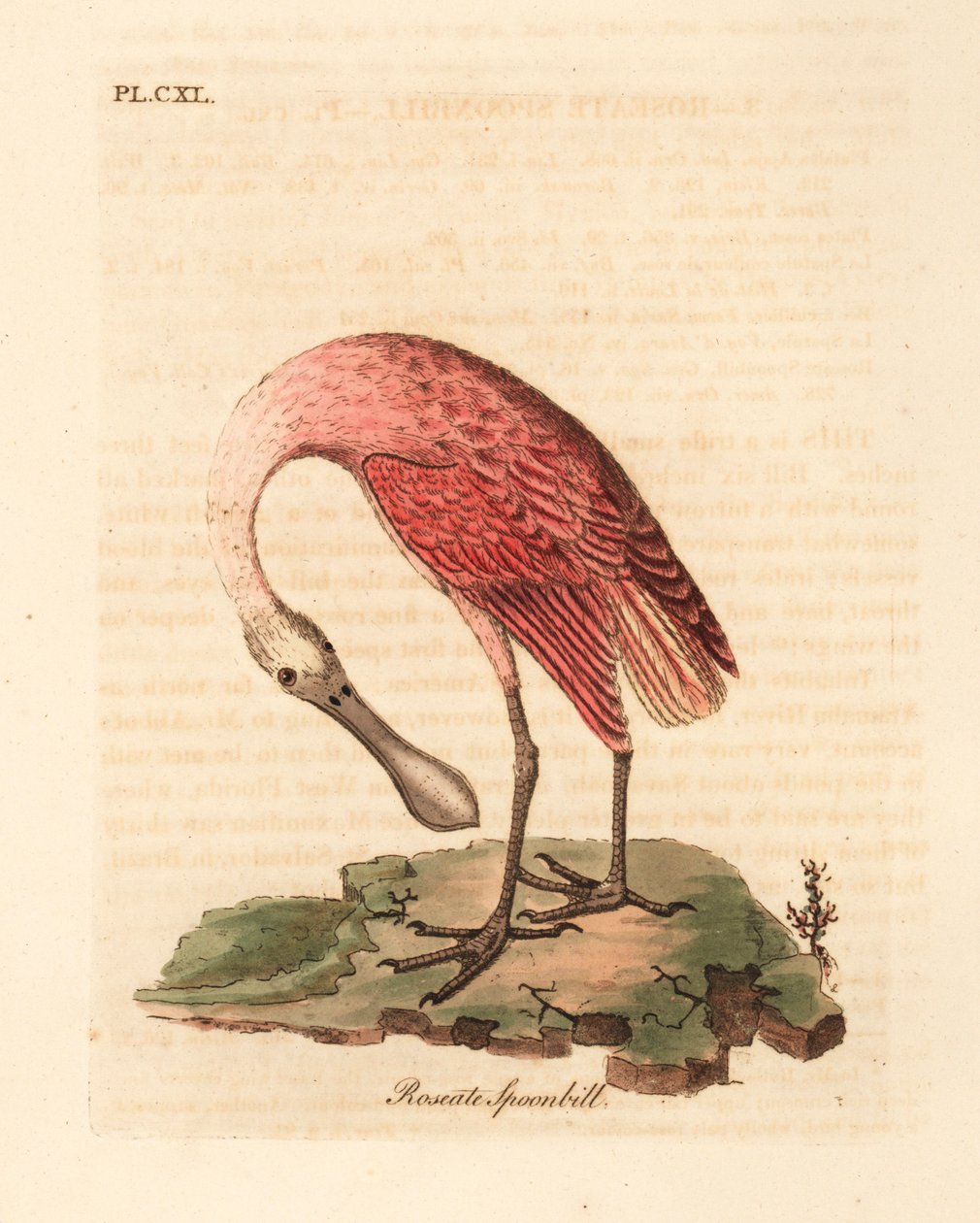 Roseate skjestork, Platalea ajaja. Håndfarget kobberplate tegnet og gravert av John Latham fra hans egen A General History of Birds, Winchester av John Latham