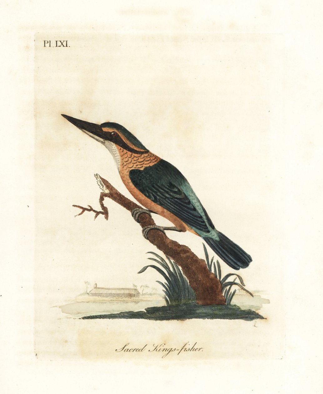 Hellig kingfisher, Todiramphus sanctus (Sacred kings-fisher, Alcedo sacra). Håndfarget kobberplate tegnet og gravert av John Latham fra hans egen A General History of Birds, Winchester av John Latham