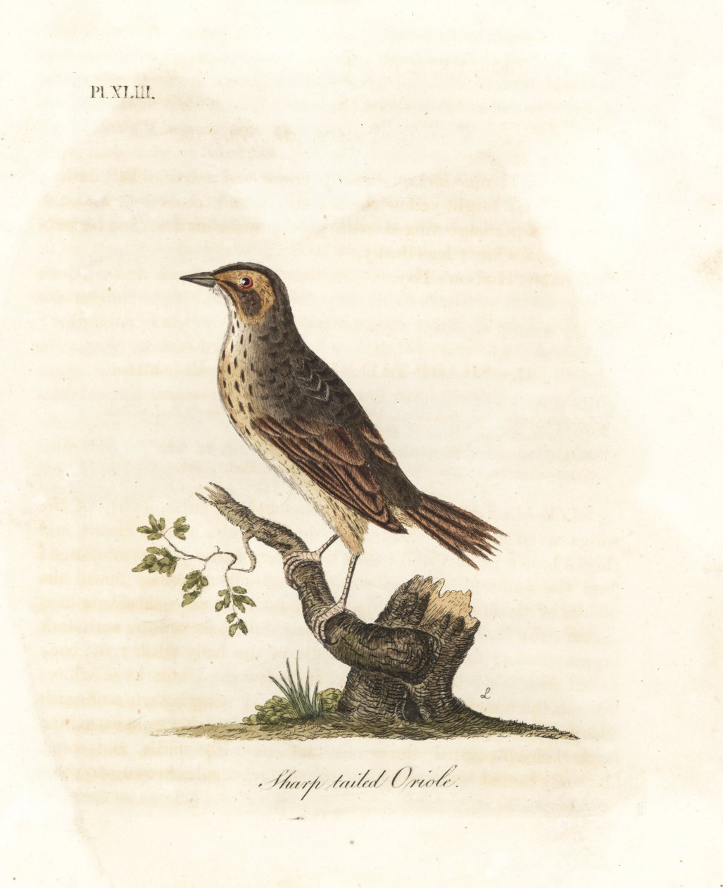 Saltmyrspurv, Ammodramus caudacutus. Sårbar. (Sharp-tailed oriole, Oriolus caudacutus.) Håndfarget kobberplate tegnet og gravert av John Latham fra hans egen A General History of Birds, Winchester av John Latham