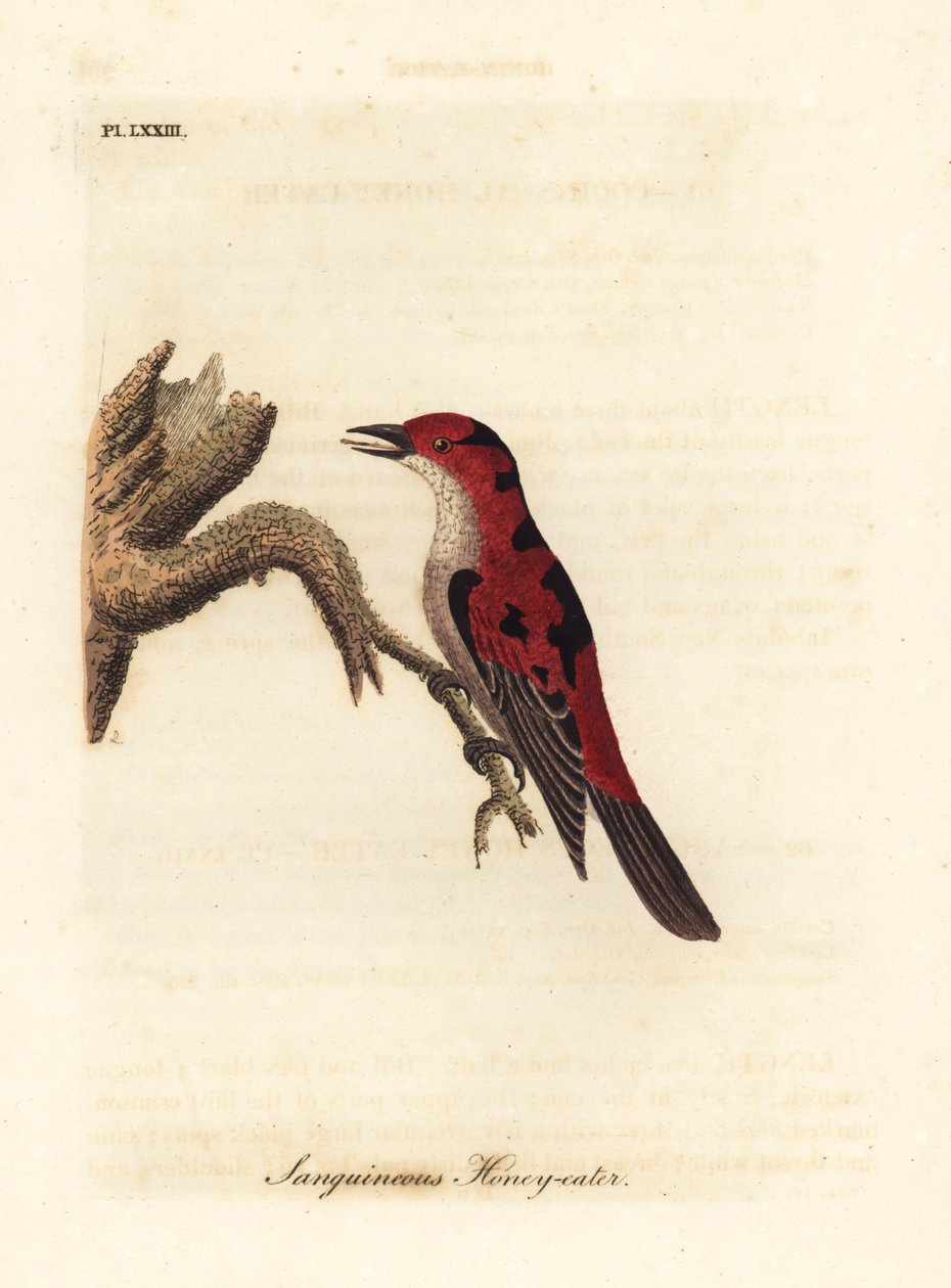 Scarlet myzomela, Myzomela sanguinolenta (Sanguineous honning-eter, Certhia sanguinolenta). Australia. Håndfarget kobberplate tegnet og gravert av John Latham fra hans egen A General History of Birds, Winchester av John Latham