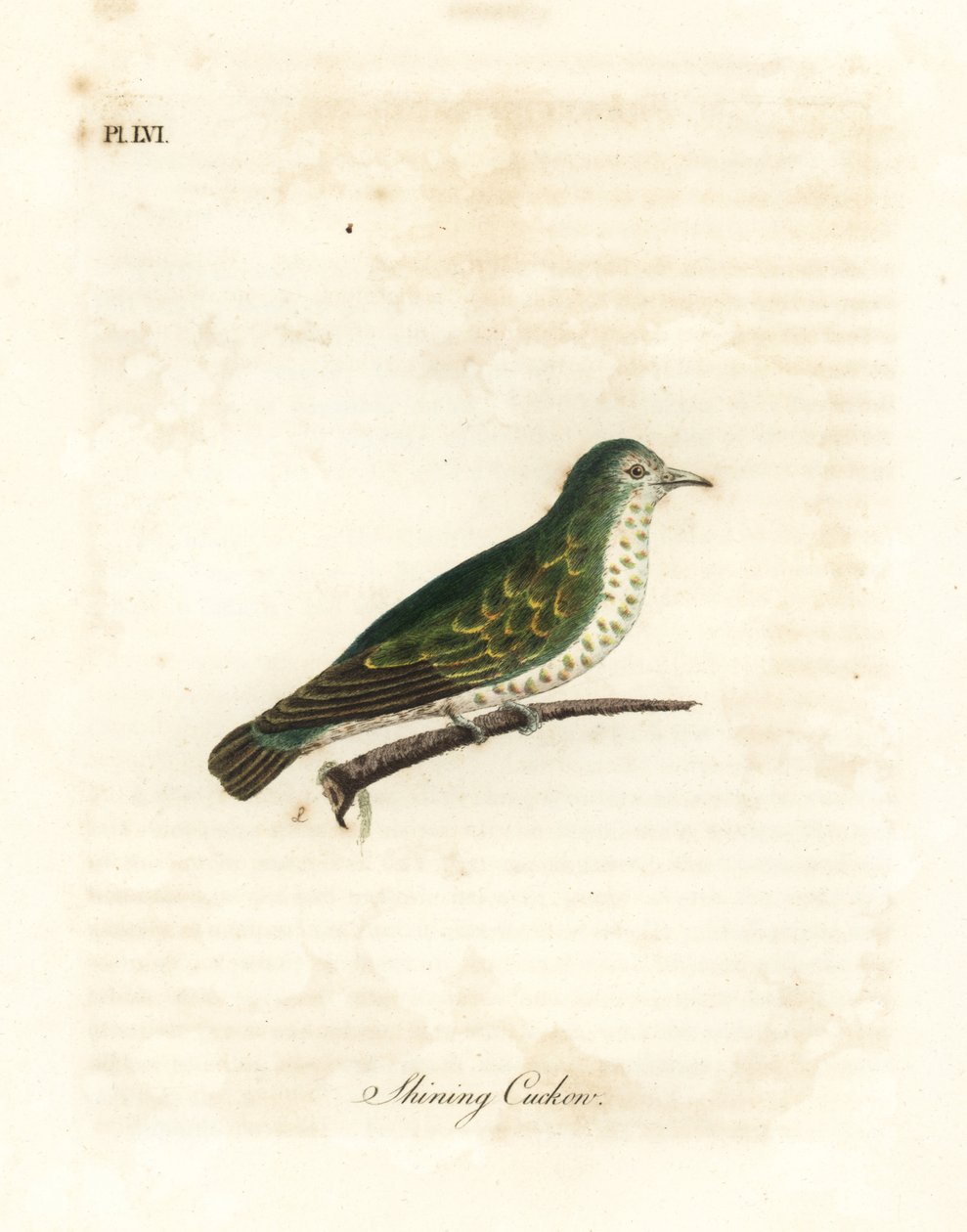 Skinnende bronse gjøk, Chrysococcyx lucidus (Skinne gjøk, Cuculus lucidus). Håndfarget kobberplate tegnet og gravert av John Latham fra hans egen A General History of Birds, Winchester av John Latham