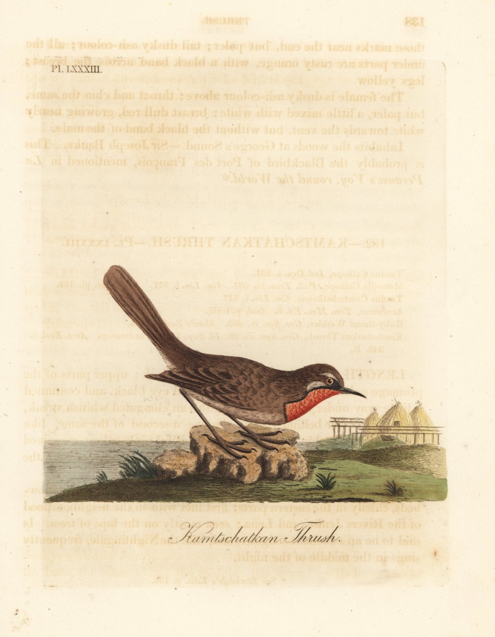 Sibirsk rubythroat, Luscinia calliope (Kamschatkan trost, Turdus calliope). Håndfarget kobberplate tegnet og gravert av John Latham fra hans egen A General History of Birds, Winchester av John Latham