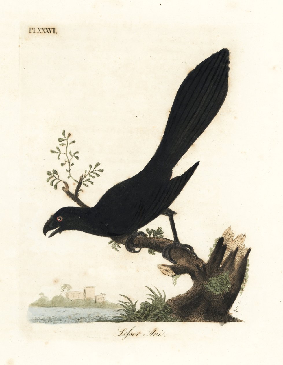 Glattnebb ani eller mindre ani, Crotophaga ani. Håndfarget kobberplate tegnet og gravert av John Latham fra hans egen A General History of Birds, Winchester av John Latham