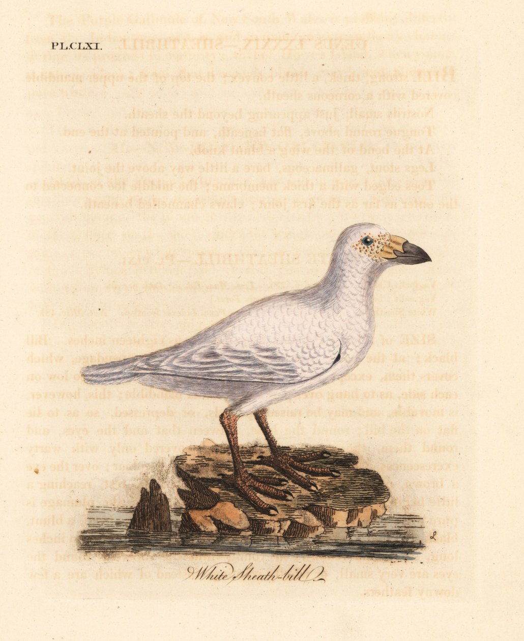 Snødekket skjedenebb, Chionis albus (Hvit skjedenebb, Vaginalis chionis). Håndfarget kobberplate tegnet og gravert av John Latham fra hans egen A General History of Birds, Winchester av John Latham