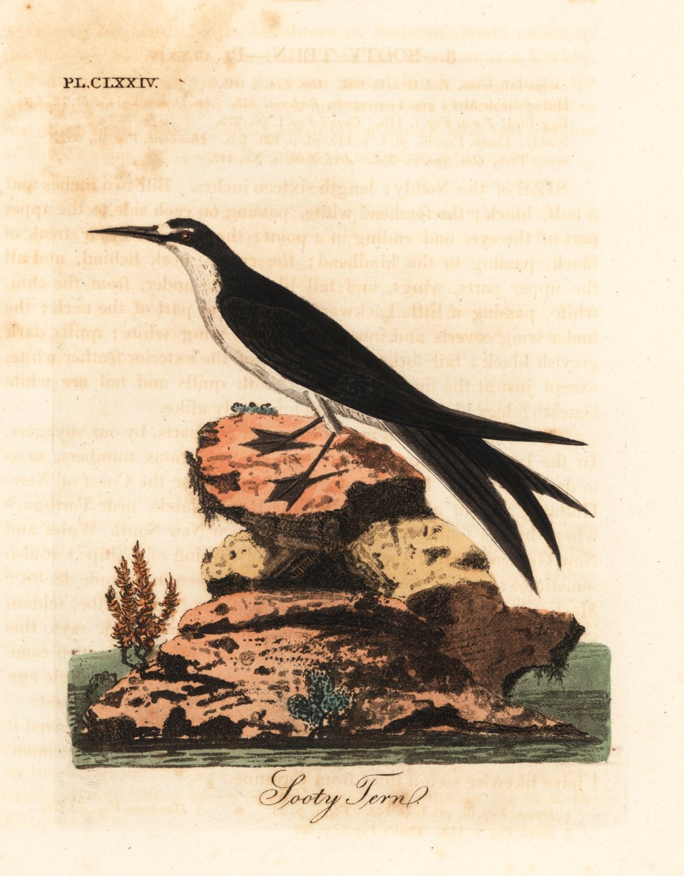 Sotet terne, Onychoprion fuscatus (Sterna fuliginosa). Håndfarget kobberplate tegnet og gravert av John Latham fra hans egen A General History of Birds, Winchester av John Latham