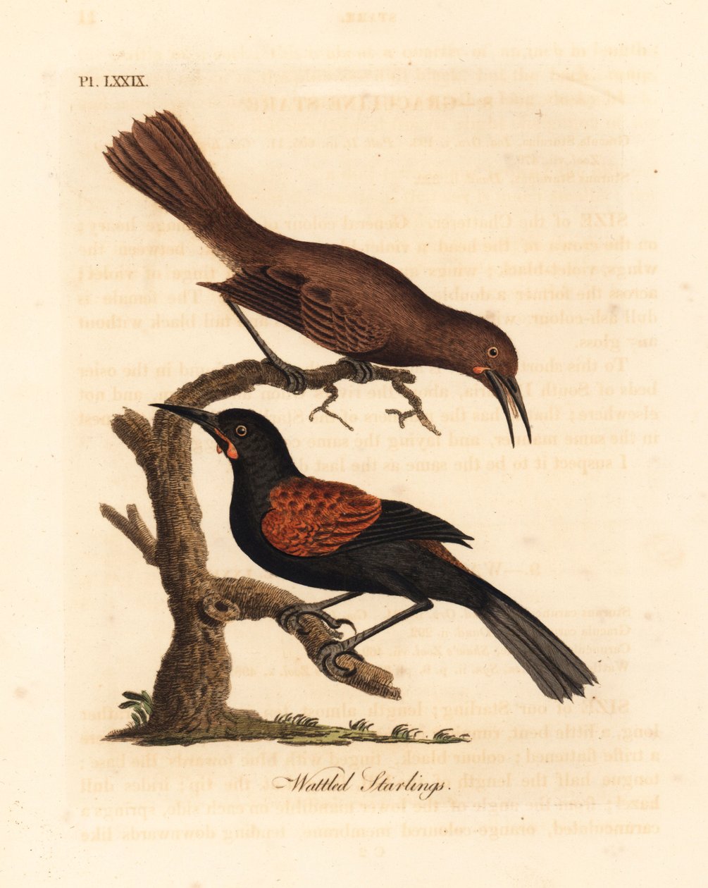 Sørlig sadelrygg, Philesturnus carunculatus, hann og hunn (Wattled starings, Sturnus carunculatus). Nær truet. Håndfarget kobberplate tegnet og gravert av John Latham fra hans egen A General History of Birds, Winchester av John Latham