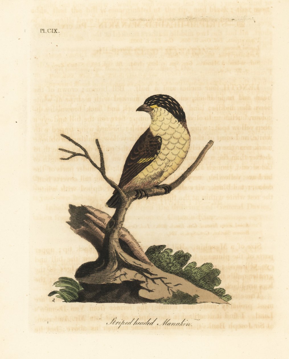Stripete pardalote, Pardalotus striatus (Stripehodet manakin, Pipra striata). Håndfarget kobberplate tegnet og gravert av John Latham fra hans egen A General History of Birds, Winchester av John Latham