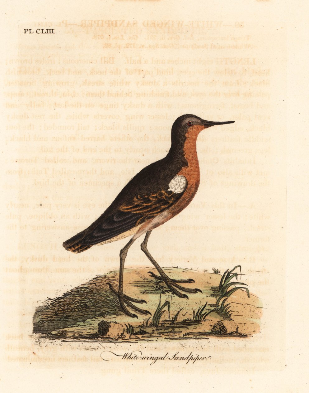 Tahitisk sandpipe, Prosobonia leucoptera. Utryddet. (Hvitvinget sandpiper, Tringa leucoptera.) Håndfarget kobberplate tegnet og gravert av John Latham fra hans egen A General History of Birds, Winchester av John Latham
