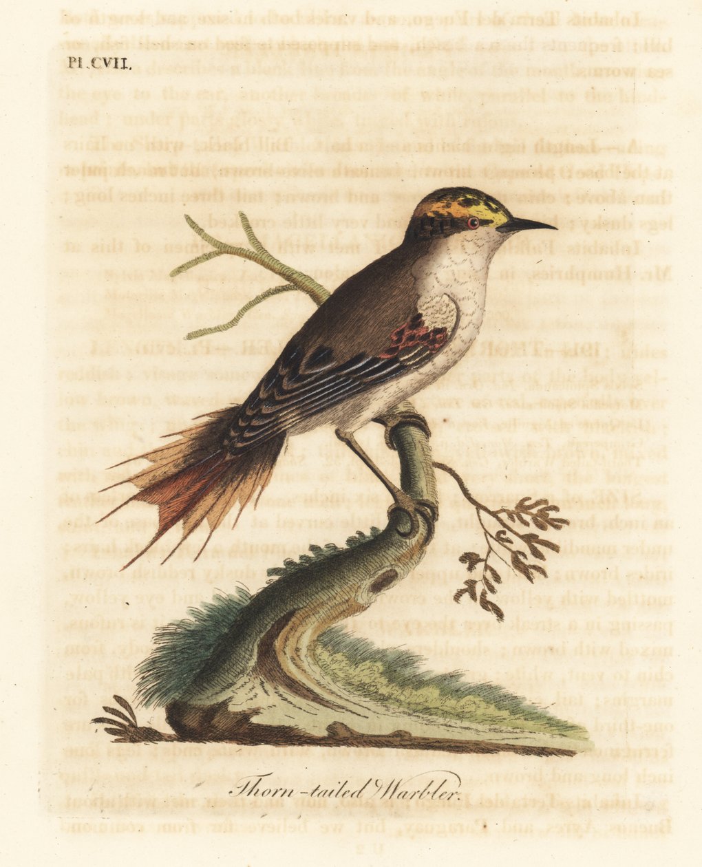 Tornhalerayadito, Aphrastura spinicauda (Tornhalesanger, Sylvia spinicauda). Håndfarget kobberplate tegnet og gravert av John Latham fra hans egen A General History of Birds, Winchester av John Latham