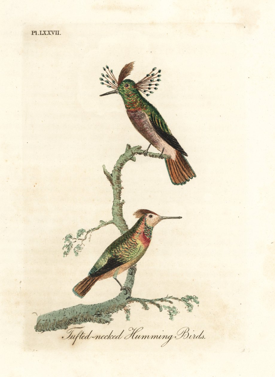 Tuftet haner, Lophornis ornatus (Tufet-nakkede kolibrier, Trochilus ornatus). Mann og kvinne. Håndfarget kobberplate tegnet og gravert av John Latham fra hans egen A General History of Birds, Winchester av John Latham