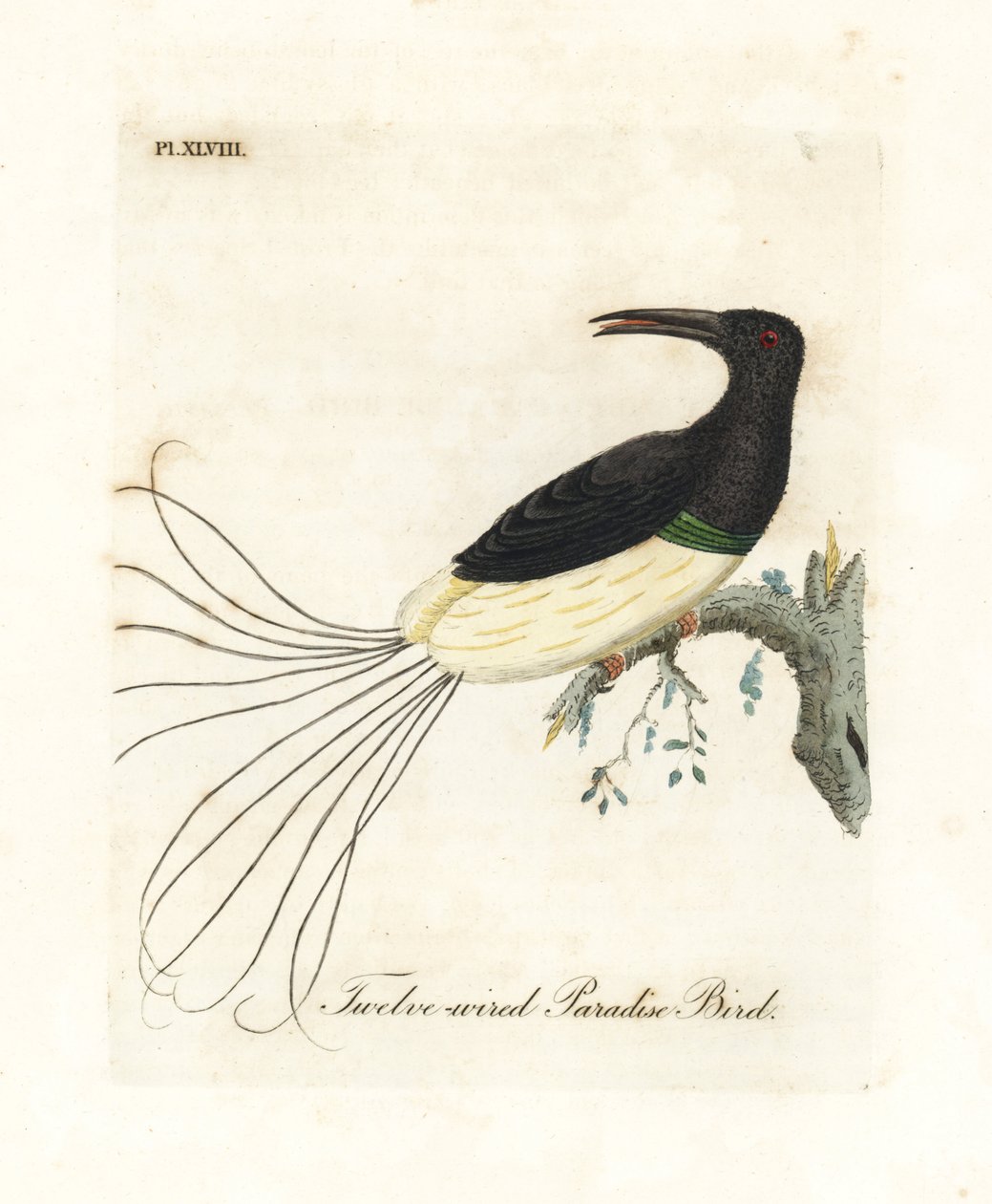 Tolvtrådet paradisfugl, Seleucidis melanoleucus (Paradisea nigricans). Håndfarget kobberplate tegnet og gravert av John Latham fra hans egen A General History of Birds, Winchester av John Latham