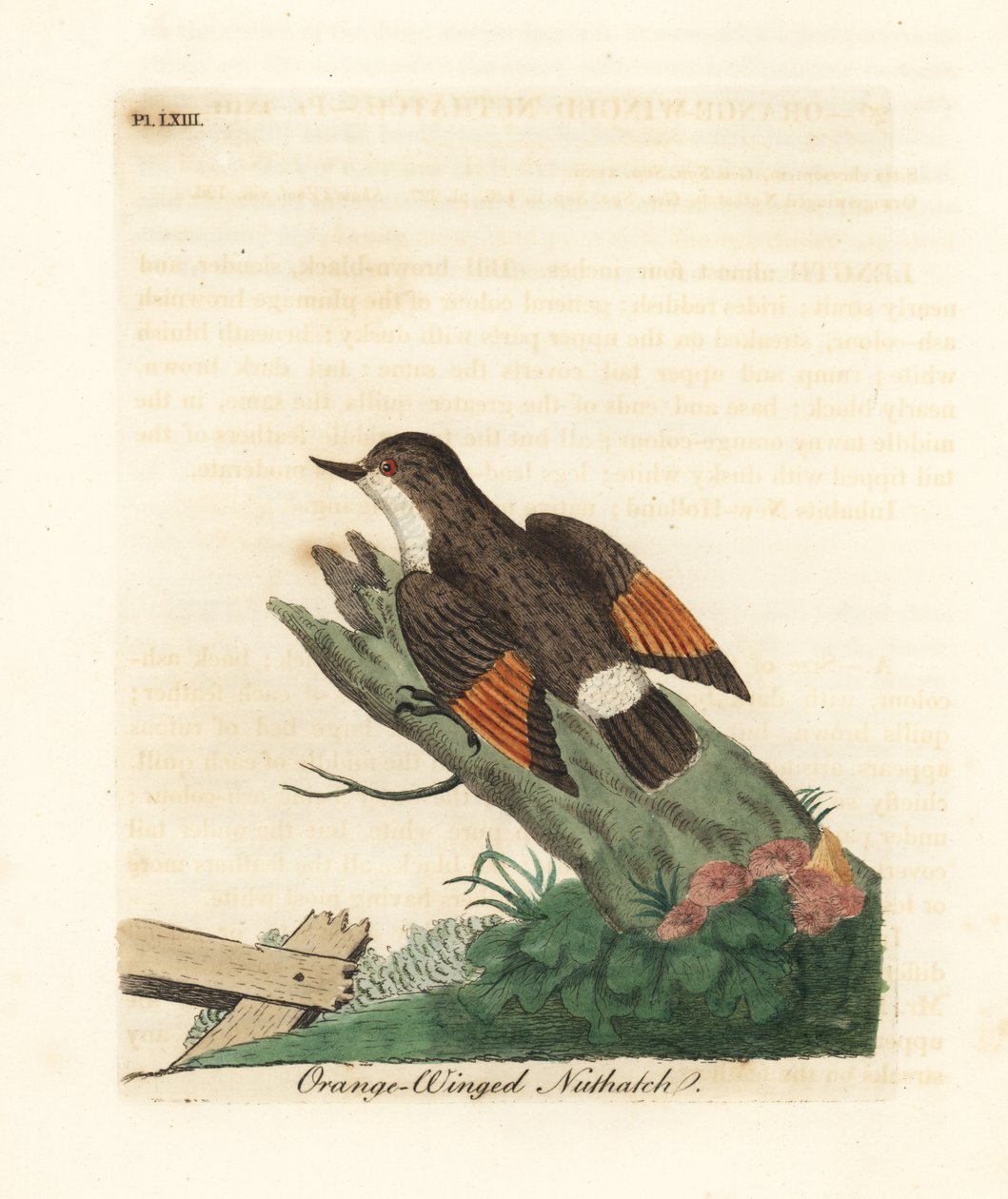 Variert sittella, Daphoenositta chrysoptera (Oransje-vinget nøttre, Sitta chrysoptera). Håndfarget kobberplate tegnet og gravert av John Latham fra hans egen A General History of Birds, Winchester av John Latham