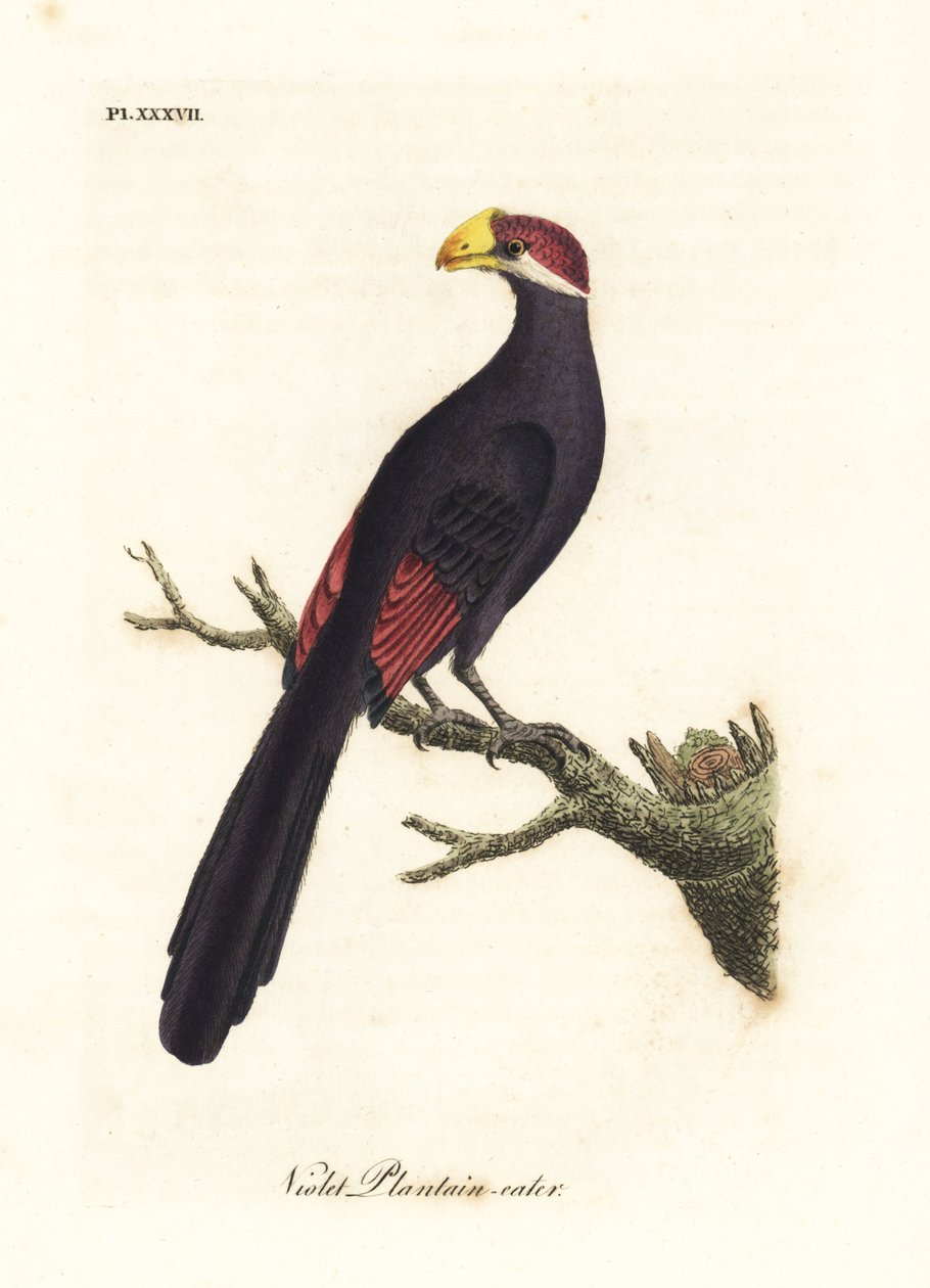 Fiolett turaco eller violet plantain-eter, Musophaga violacea. Håndfarget kobberplate tegnet og gravert av John Latham fra hans egen A General History of Birds, Winchester av John Latham