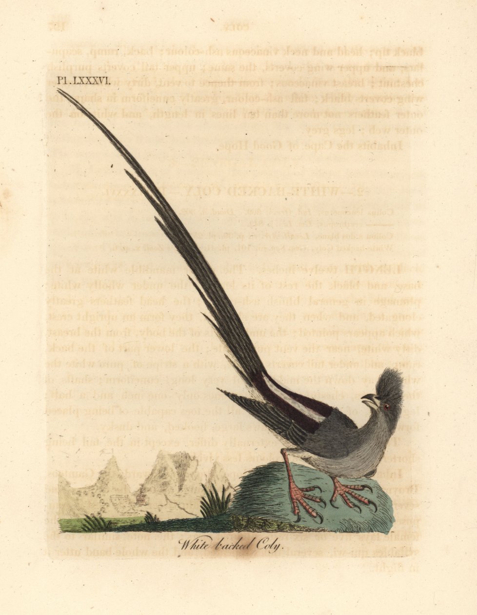 Hvitryggmusefugl, Colius colius (Hvitryggkoly, Colius leuconotus). Håndfarget kobberplate tegnet og gravert av John Latham fra hans egen A General History of Birds, Winchester av John Latham