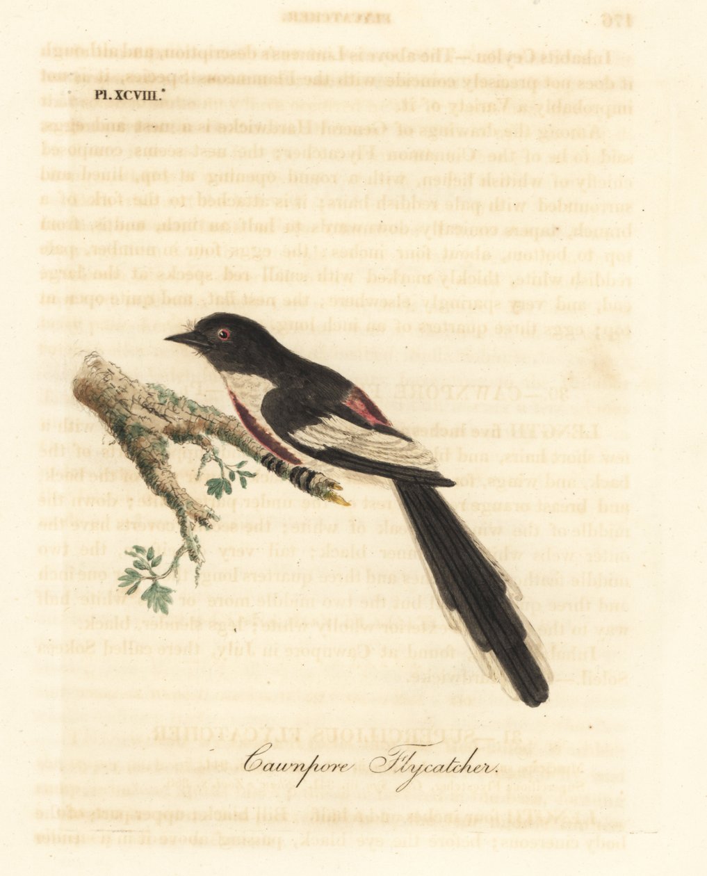 Hvitbuket minivett, Pericrocotus erythropygius (Cawnpore fluesnapper). India. Håndfarget kobberplate tegnet og gravert av John Latham fra hans egen A General History of Birds, Winchester av John Latham