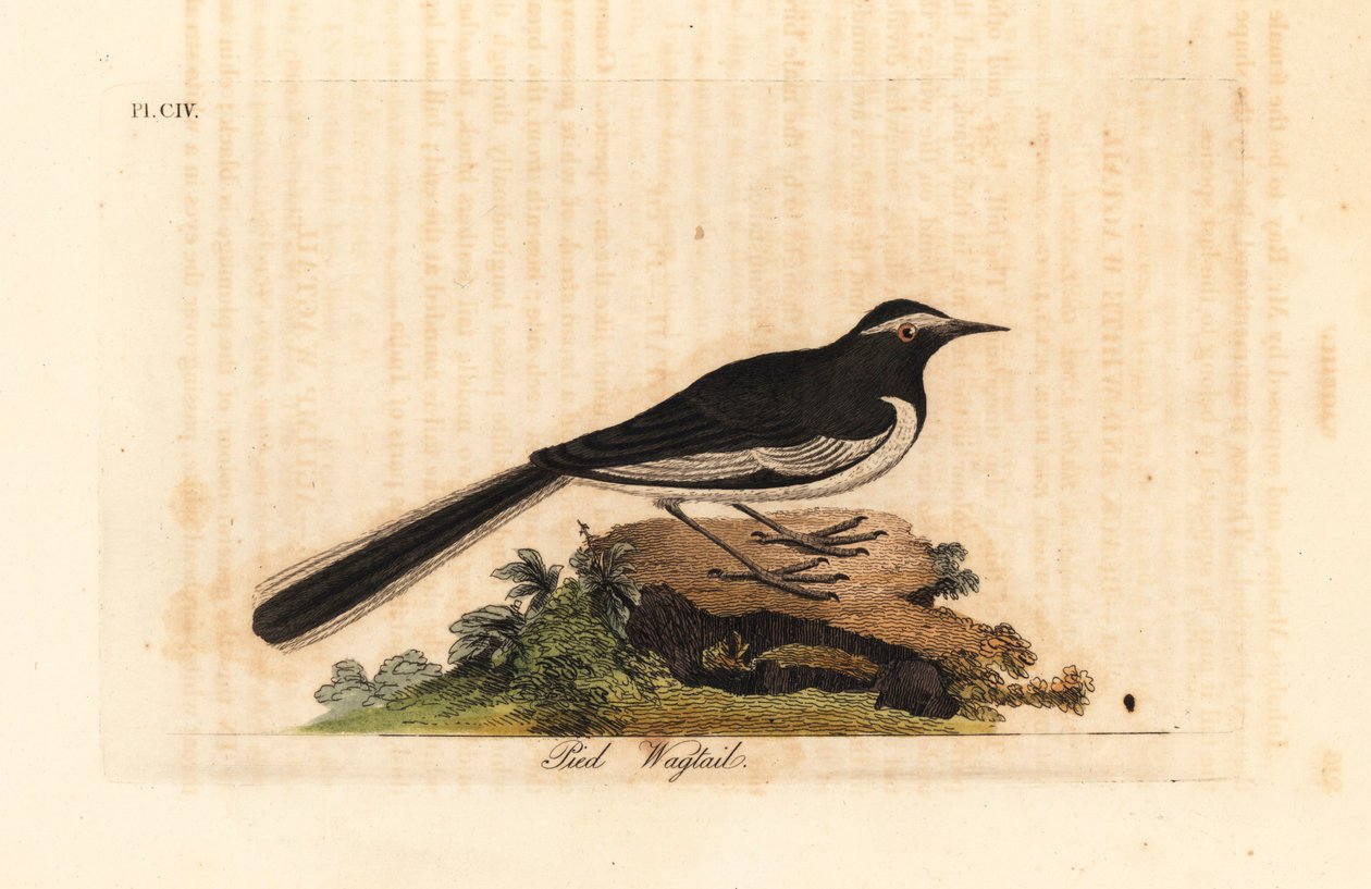 Hvitbrynet vipstjert gullbredfotsvipstjert, Motacilla maderaspatensis. (Indias fotviphale). Håndfarget kobberplate tegnet og gravert av John Latham fra hans egen A General History of Birds, Winchester av John Latham