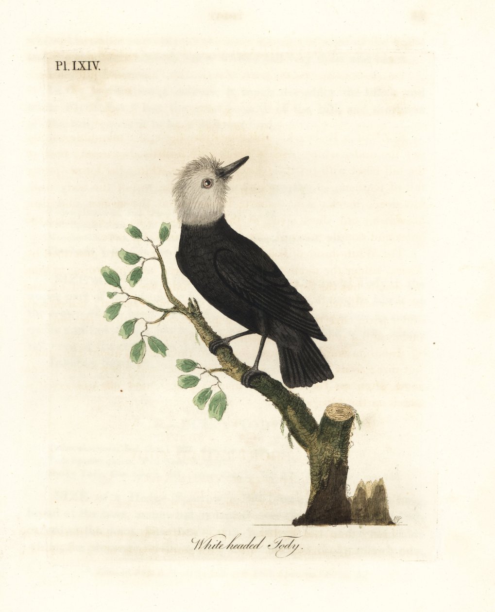 Hvithodet myrtyrann, Arundinicola leucocephala (Hvithodet tody, Todus leucocephalus). Håndfarget kobberplate tegnet og gravert av John Latham fra hans egen A General History of Birds, Winchester av John Latham