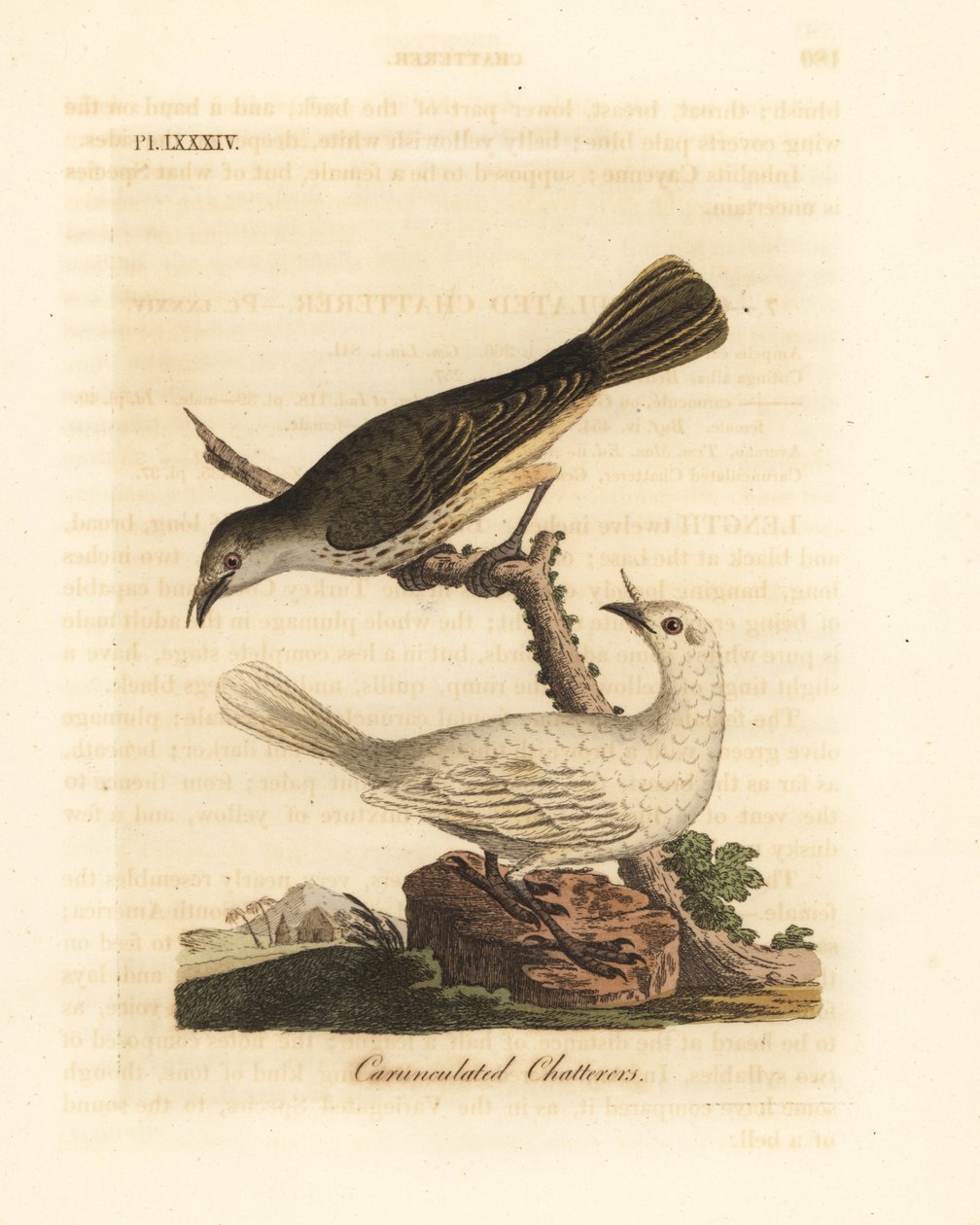 Hvit klokkefugl, Procnias albus, hann og hunn (Carunculated chatterer, Ampelis carunculata). Håndfarget kobberplate tegnet og gravert av John Latham fra hans egen A General History of Birds, Winchester av John Latham