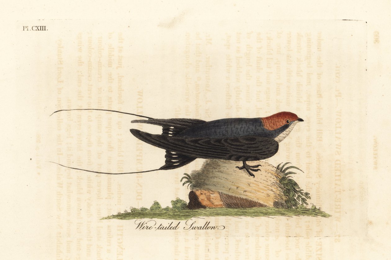 Trådhalesvale, Hirundo smithii. Håndfarget kobberplate tegnet og gravert av John Latham fra hans egen A General History of Birds, Winchester av John Latham