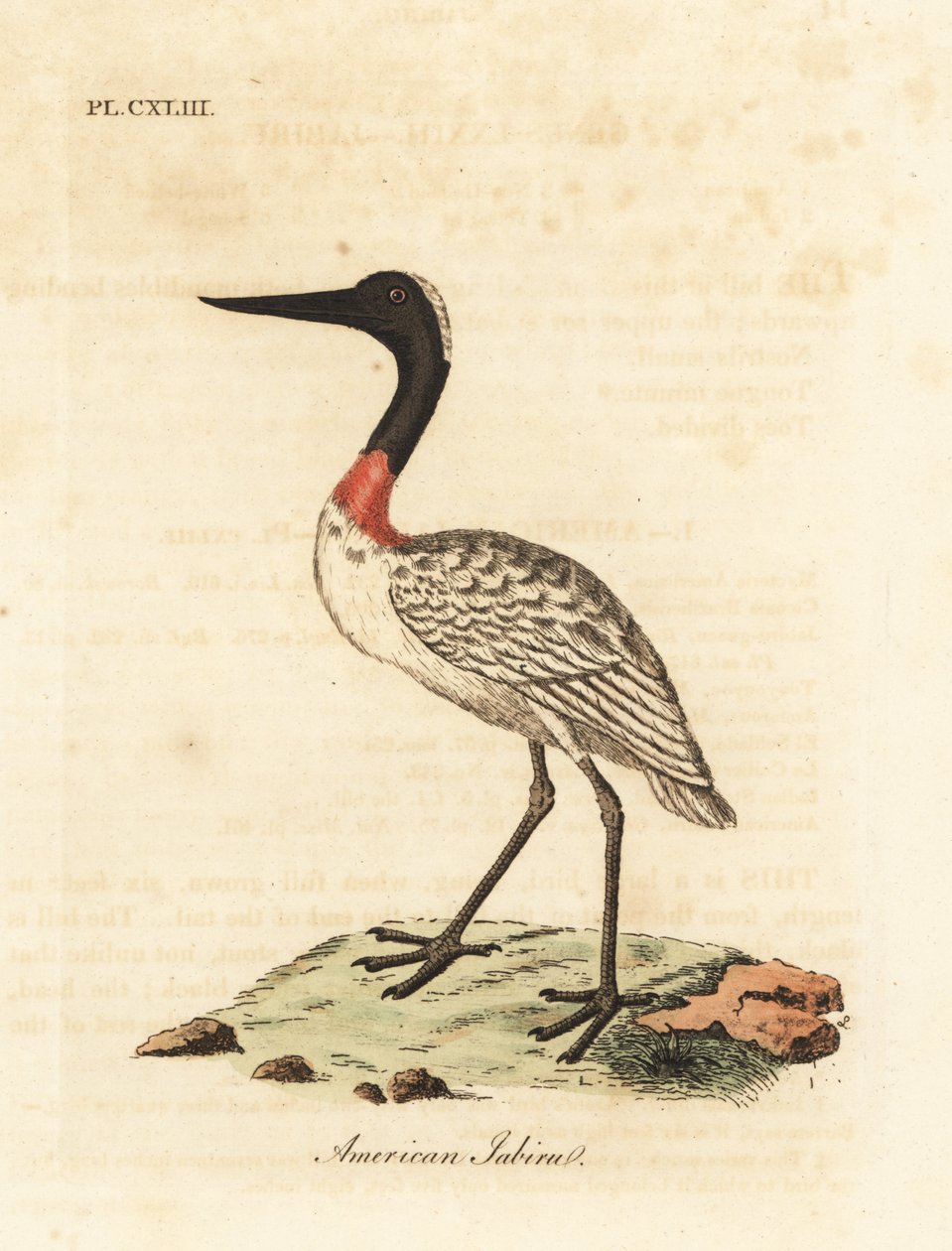 Trestokk, Mycteria americana (amerikansk jabiru). Håndfarget kobberplate tegnet og gravert av John Latham fra hans egen A General History of Birds, Winchester av John Latham