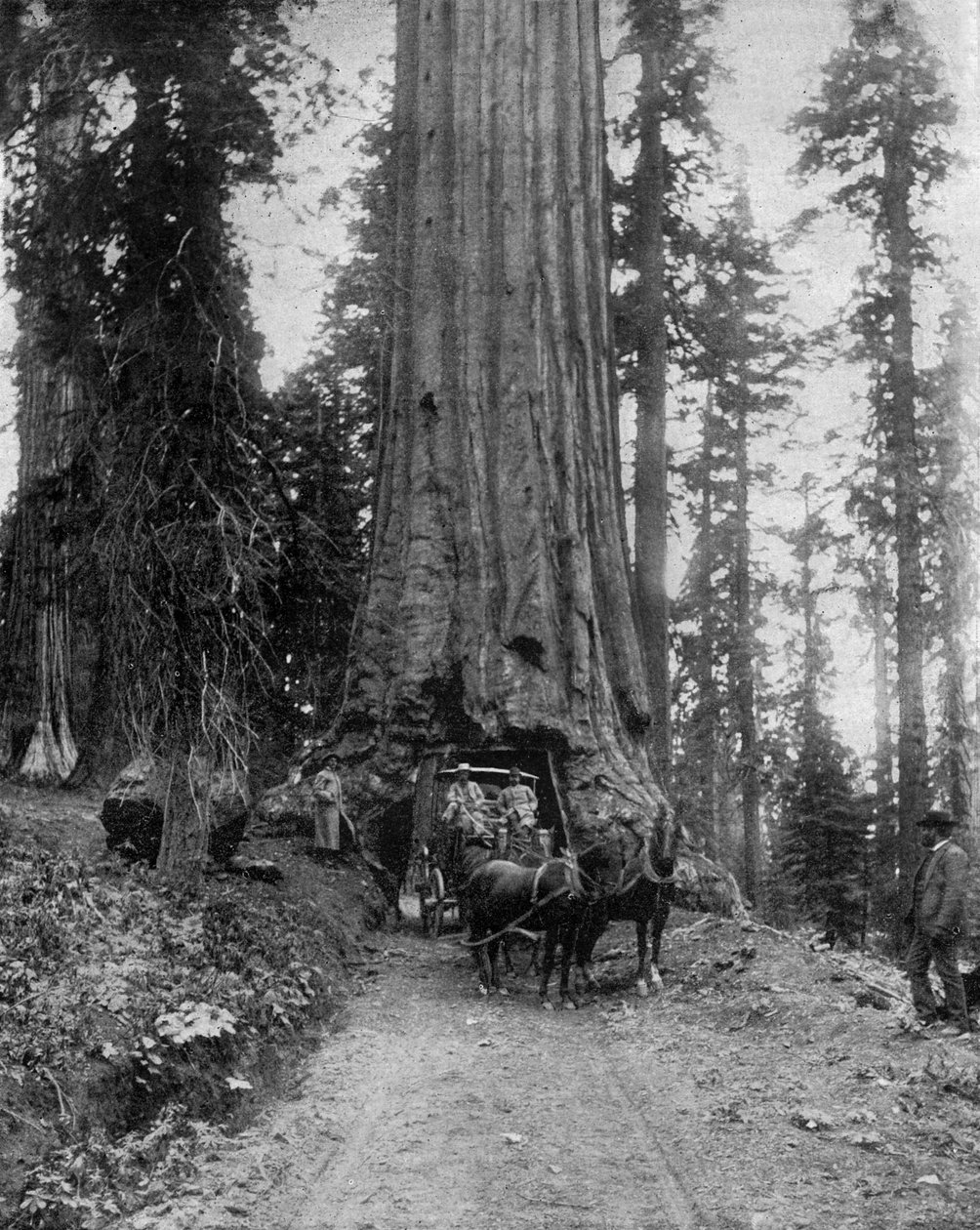 Stort tre (sequoia): "wawonaen" i Mariposa Grove i California (s/hv-bilde) av John Lawson Stoddard