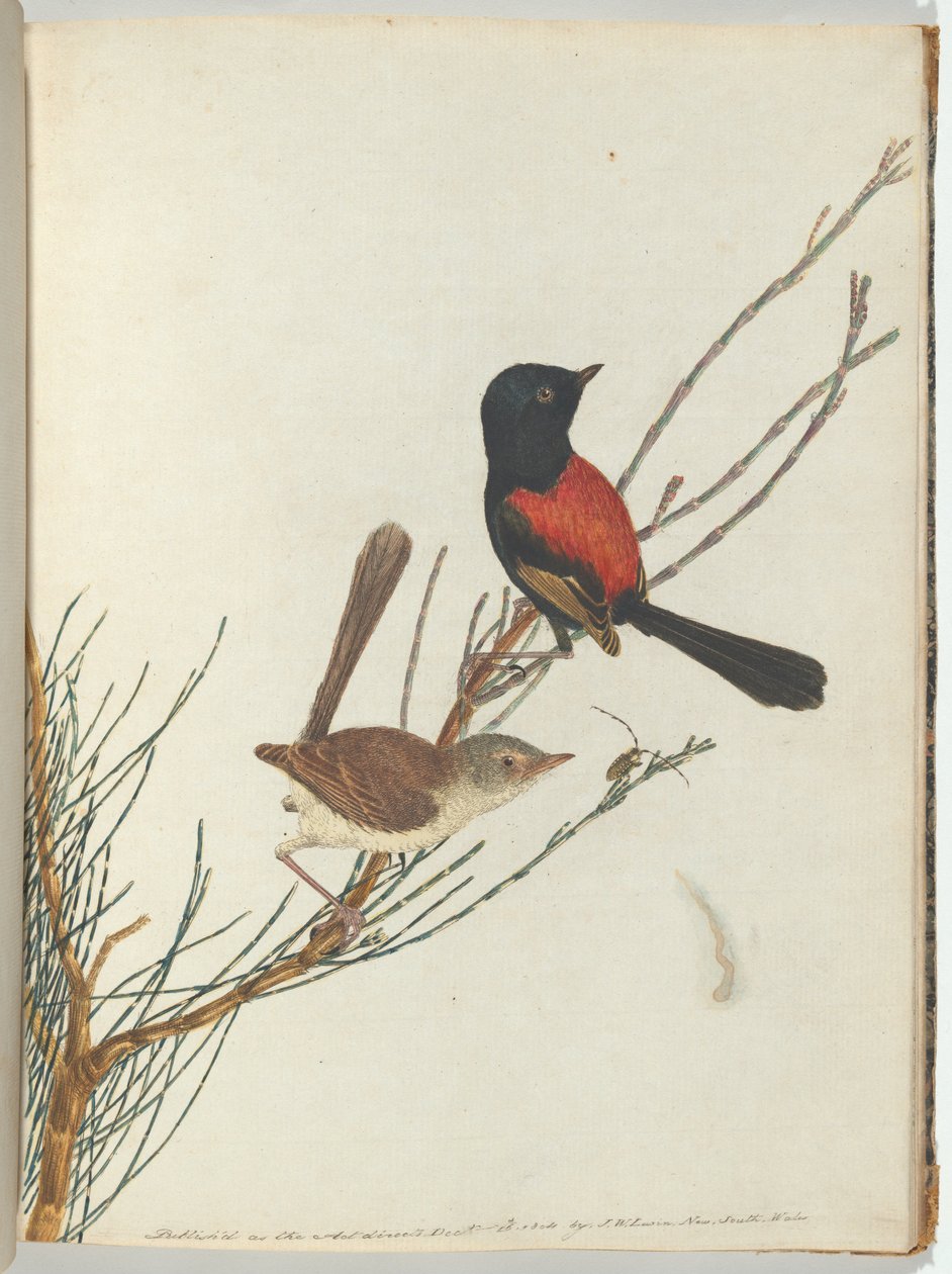 Scarlet & black warbler.Lewin, John. Birds of New South Wales med sin naturhistorie. Sydney - G av John William Lewin