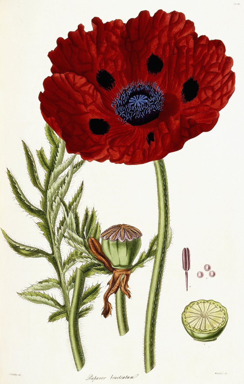 Valmuebrakteat, 1821-1826 av John Lindley