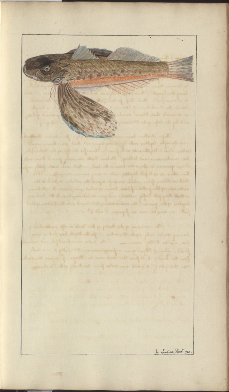 Lindsay Drawings Vol. VII av John Lindsay