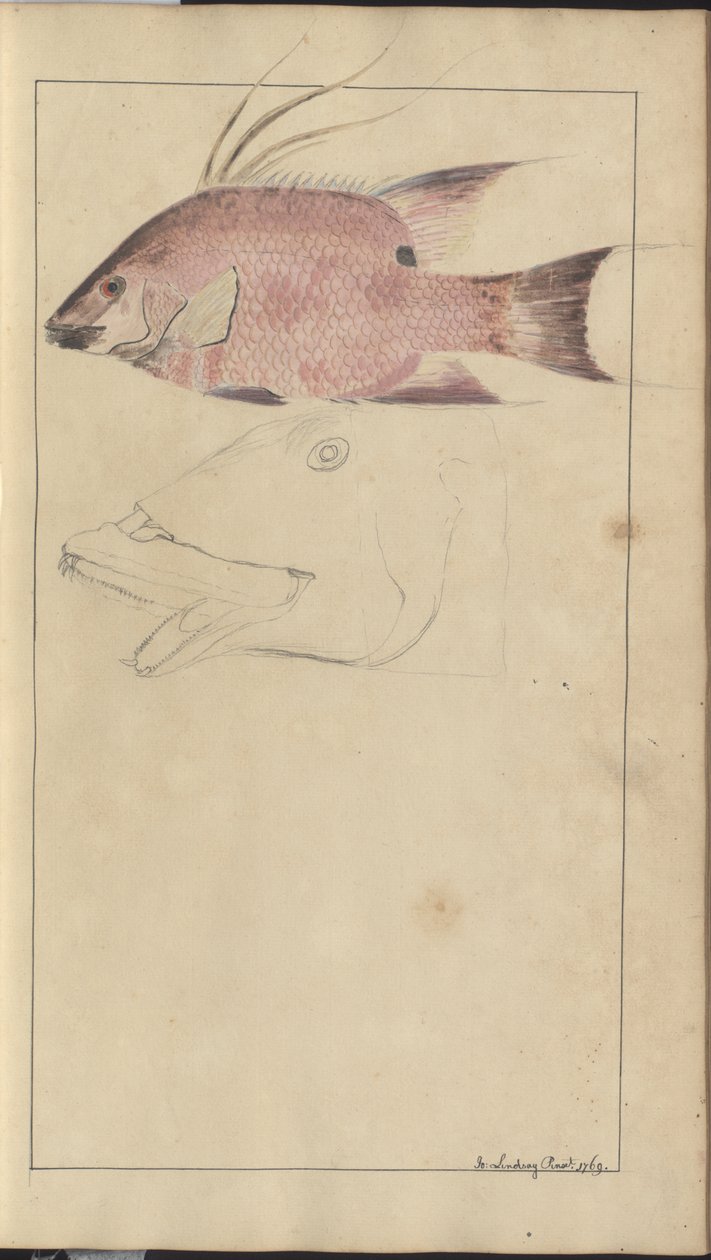 Lindsay Drawings Vol. VII av John Lindsay