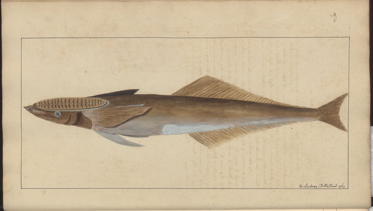 Lindsay Drawings Vol. VII av John Lindsay