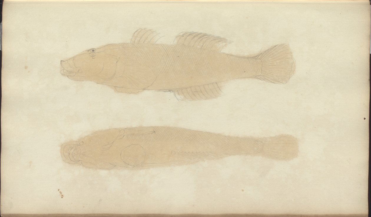 Lindsay Drawings Vol. VII, 21 av John Lindsay