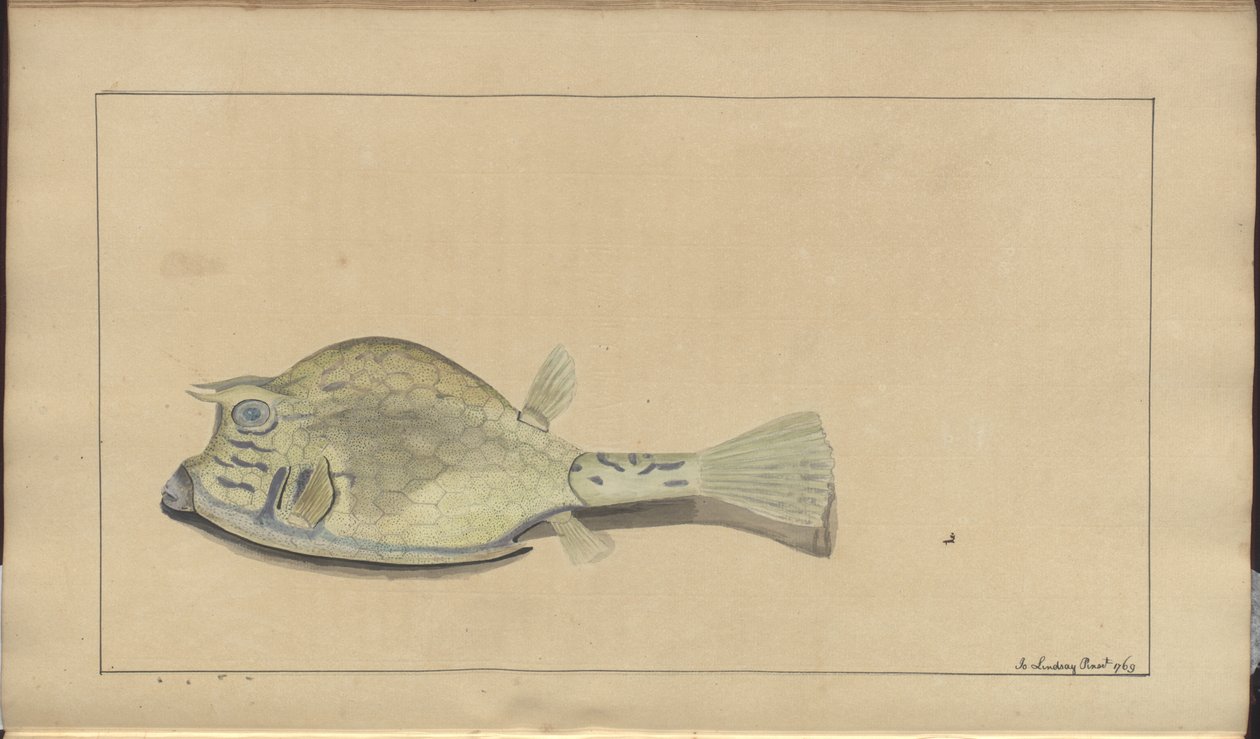 Lindsay Drawings Vol. VII, 25 av John Lindsay