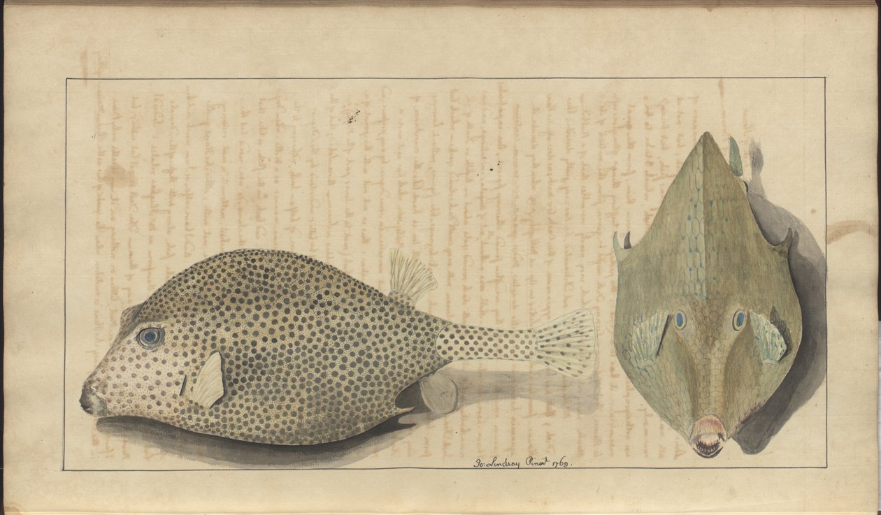 Lindsay Drawings Vol. VII, 26 av John Lindsay