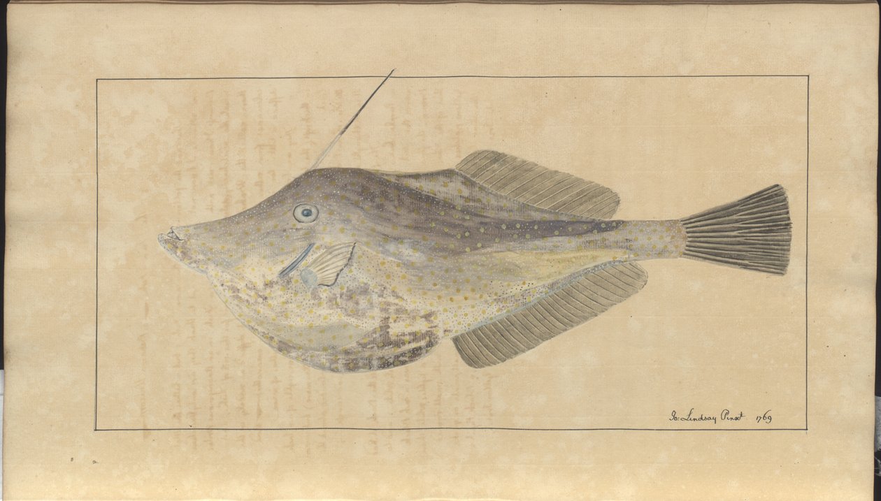 Lindsay Drawings Vol. VII, 7 av John Lindsay
