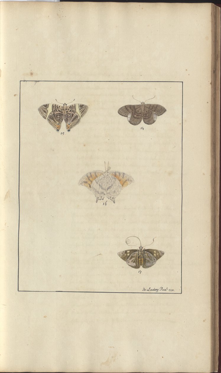 Lindsay Drawings Vol. VI, 42 av John Lindsay