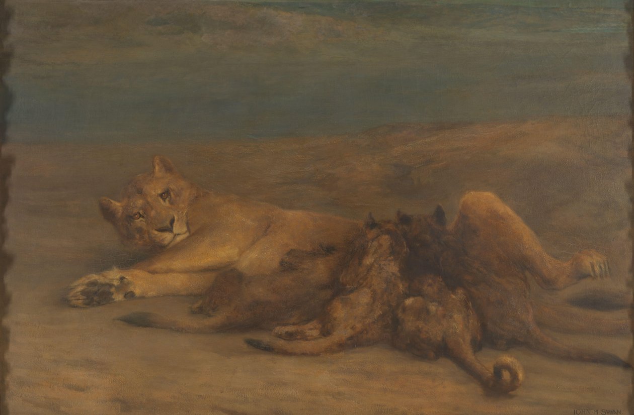 En løvinne med fire ammende unger, kalt "Mother's Love" av John Macallan Swan