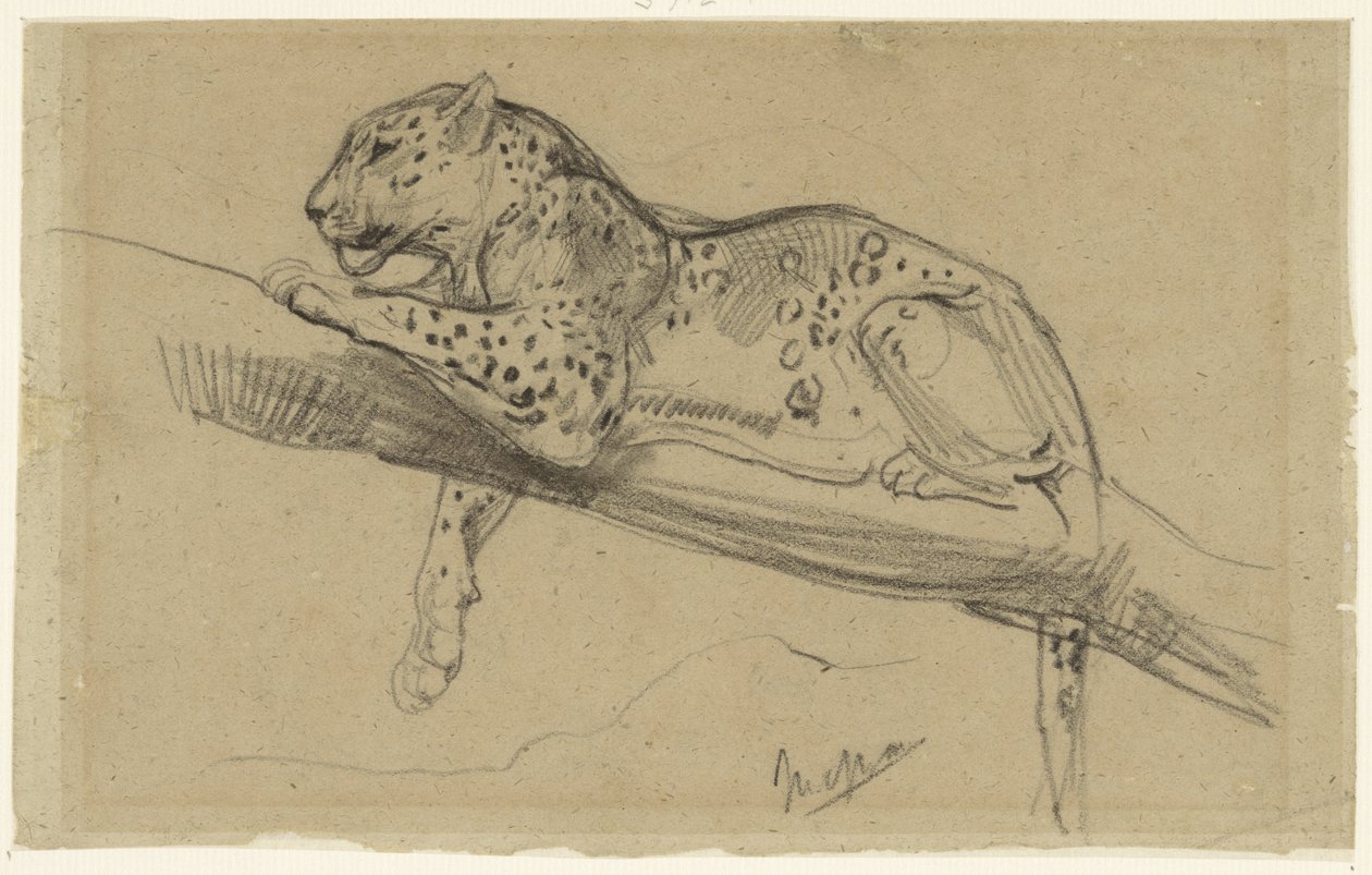 Studie av en leopard som ligger på en gren av John Macallan Swan