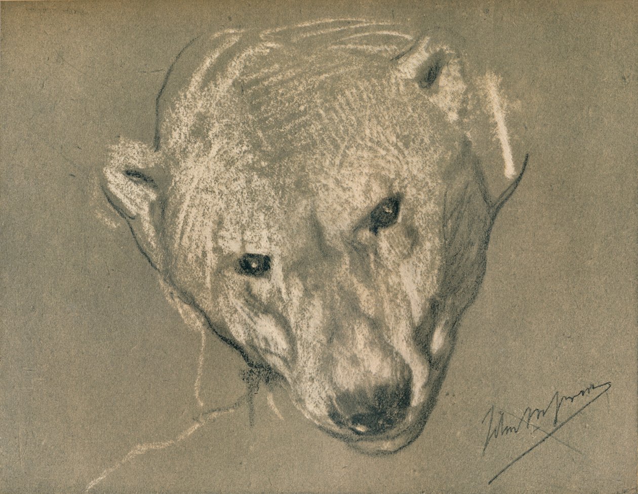 Studie av et isbjørnhode, c1901 av John Macallan Swan