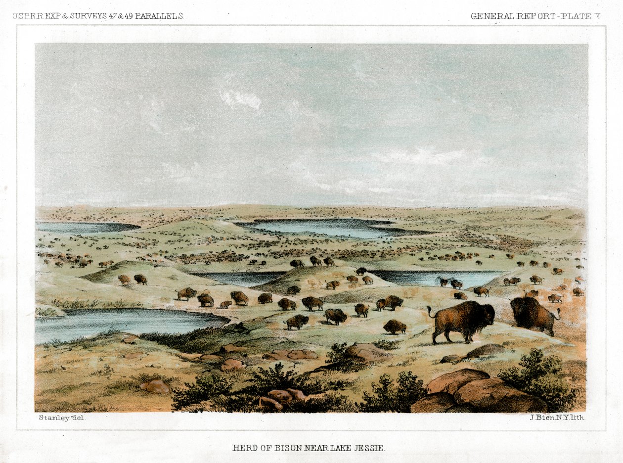 Bisonflokk nær Lake Jessie, North Dakota, USA, 1856. av John Mix Stanley